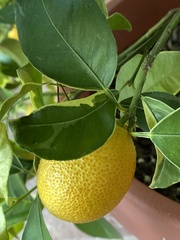 Citrus japonica