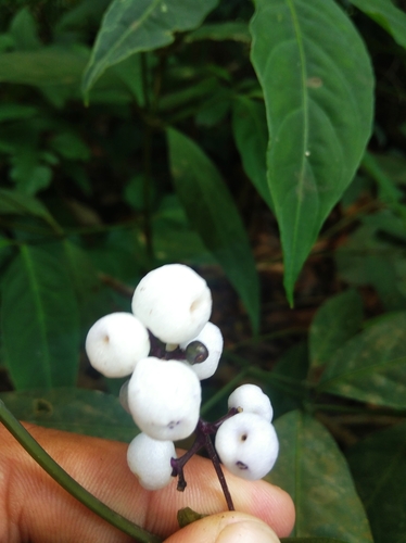 Image of Palicourea deflexa by (c) Ben Costamagna, some rights reserved (CC BY)