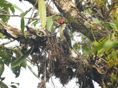 Melanerpes pucherani