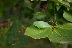 Amblycorypha oblongifolia