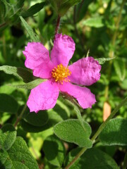Cistus crispus