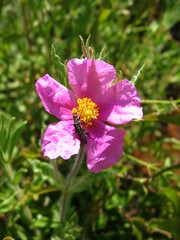 Cistus crispus