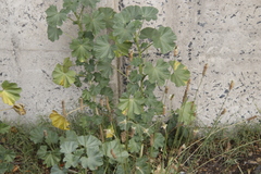 Malva