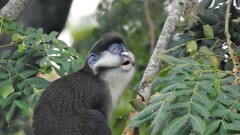 Cercopithecus ascanius schmidti