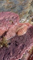 Boreochiton ruber
