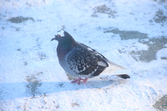 Columba livia domestica