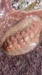 Boreochiton ruber