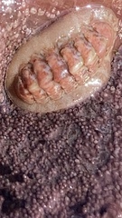 Boreochiton ruber
