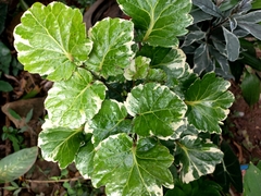 Polyscias scutellaria