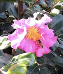 Apis mellifera