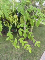 Moringa