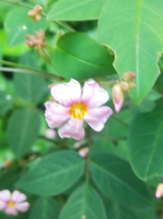 Oxalis barrelieri