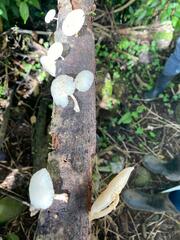 Oudemansiella australis