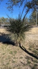 Yucca elata