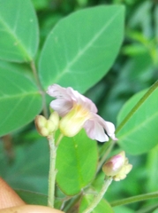 Oxalis barrelieri