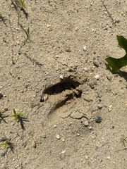 Odocoileus virginianus borealis