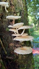 Oudemansiella