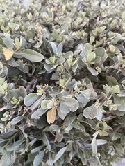 Atriplex halimus