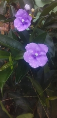 Brunfelsia pauciflora