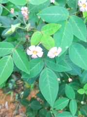 Oxalis barrelieri