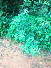 Oxalis barrelieri