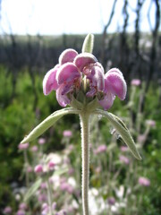 Phlomis purpurea
