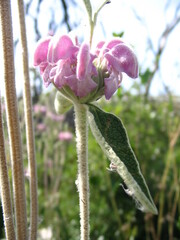 Phlomis purpurea