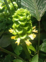 Goeppertia cylindrica
