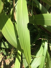 Molineria capitulata
