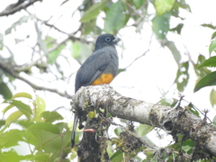 Trogon chionurus