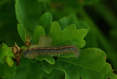 Malacosoma neustria