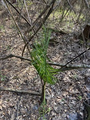 Chamaedorea seifrizii