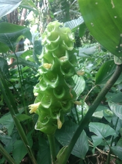 Goeppertia cylindrica