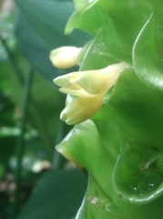 Goeppertia cylindrica