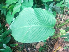 Goeppertia cylindrica