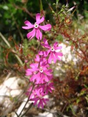Silene scabriflora