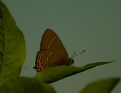 Satyrium pruni