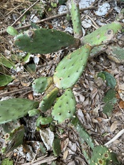 Opuntia cespitosa