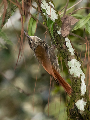 Lepidocolaptes leucogaster