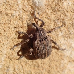 Hyperinae
