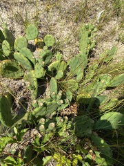 Opuntia humifusa