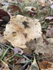 Tricholoma caligatum