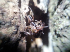 Segestria senoculata