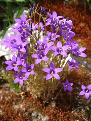 Campanula lusitanica lusitanica