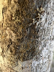 Caloplaca cerina