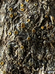 Caloplaca cerina