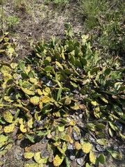 Opuntia humifusa