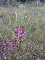 Stylidium graminifolium