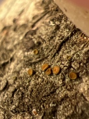 Caloplaca cerina