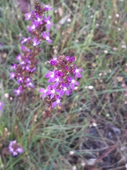 Stylidium graminifolium